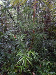 Podocarpus polystachyus