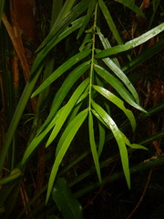 Podocarpus polystachyus