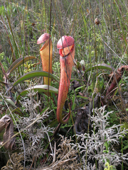 Nepenthes bokorensis
