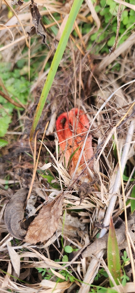 Clathrus columnatus · January 2026 · photo: © pennyflip (iNaturalist, cc-by)