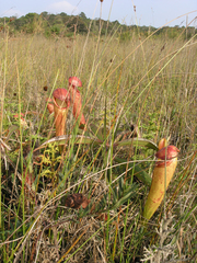 Nepenthes bokorensis