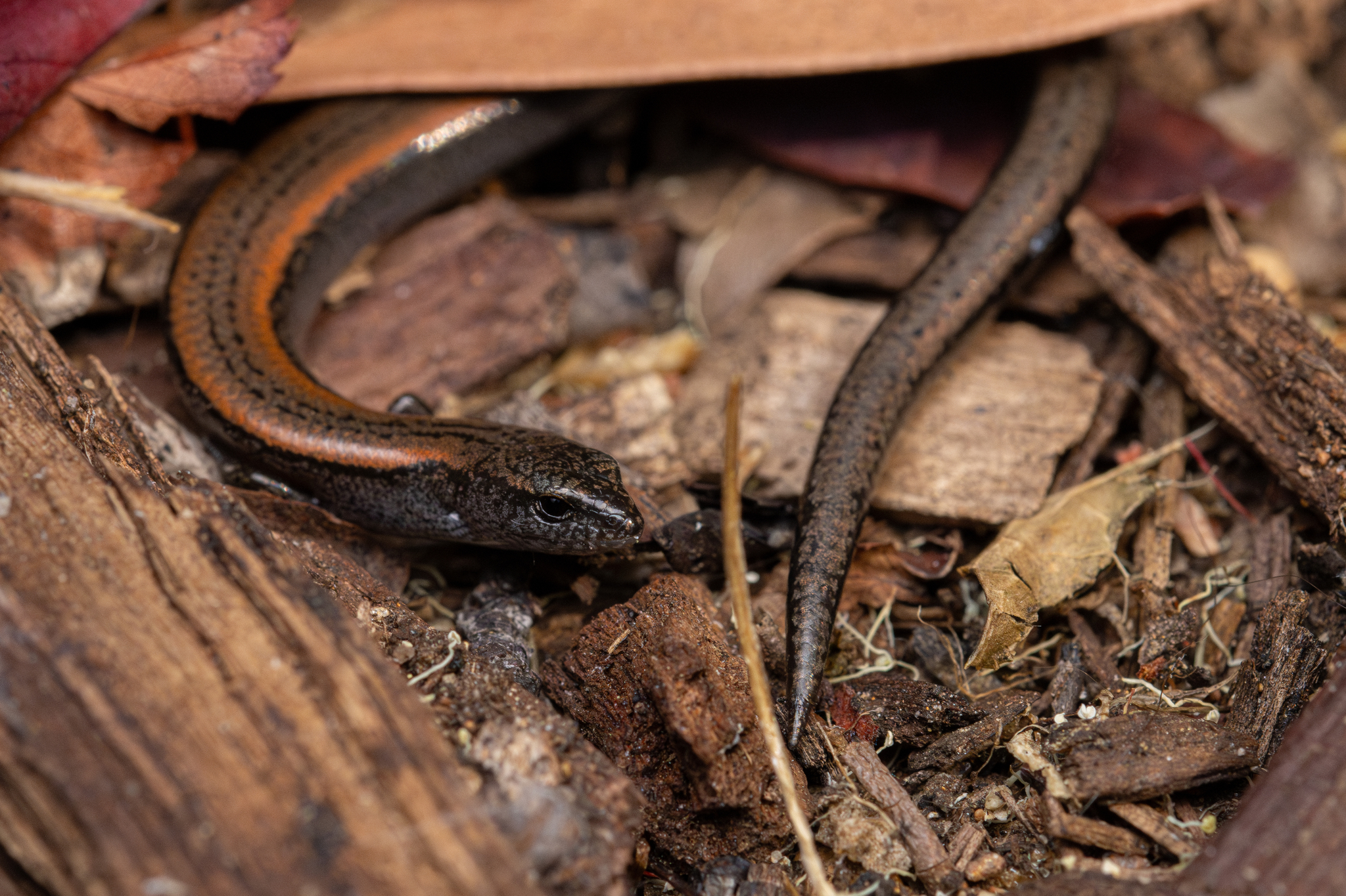 Southwestern Earless Skink photo 3