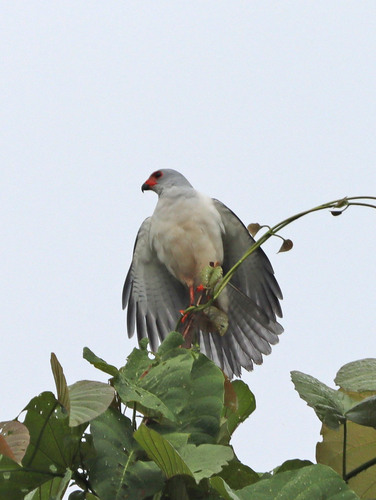 Grey-headed Goshawk (Tachyspiza poliocephala), photo 6