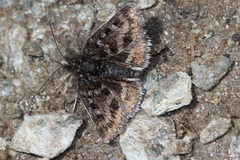 Metaxmeste schrankiana