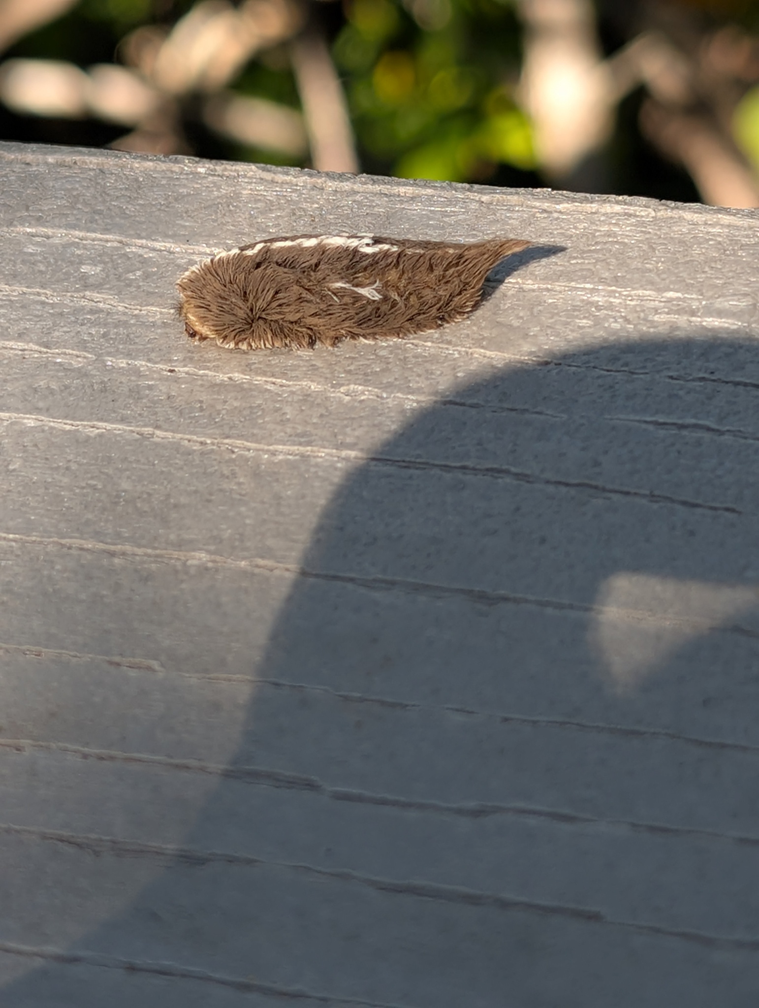 Southern Flannel Moth in Austin, TX - Slide 3