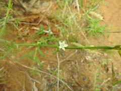Oxygonum dregeanum