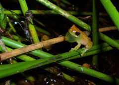 Dendropsophus branneri