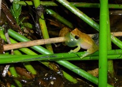 Dendropsophus branneri