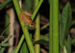 Dendropsophus branneri