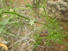 Oxygonum dregeanum
