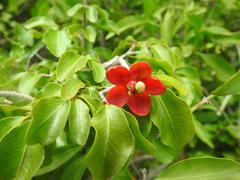 Ochna inermis