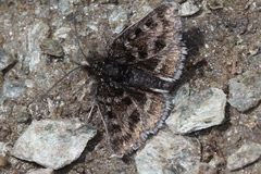 Metaxmeste schrankiana