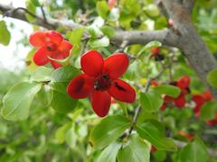 Ochna inermis