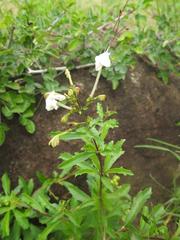 Clerodendrum ternatum