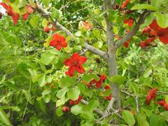Ochna inermis