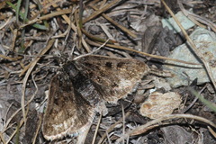Metaxmeste schrankiana