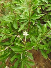 Clerodendrum ternatum