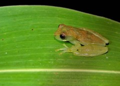 Dendropsophus branneri