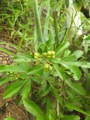 Clerodendrum ternatum
