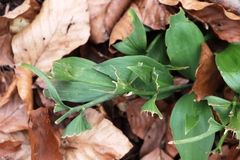 Ruscus hypoglossum