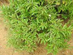 Clerodendrum ternatum