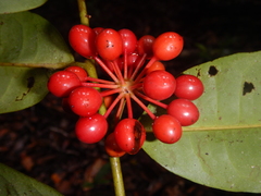 Polyalthia