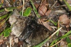 Metaxmeste schrankiana