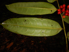 Polyalthia