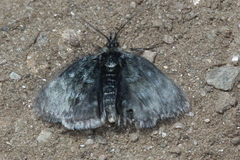 Metaxmeste phrygialis