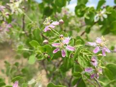 Triaspis glaucophylla
