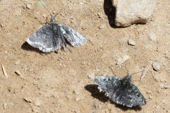 Metaxmeste phrygialis