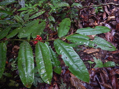 Polyalthia