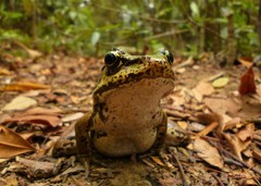 Lithobates palmipes