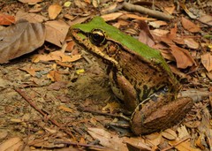 Lithobates palmipes