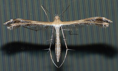 Stangeia xerodes