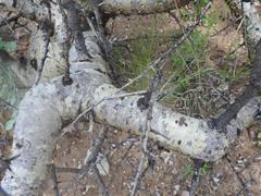 Commiphora tenuipetiolata