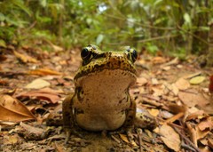 Lithobates palmipes
