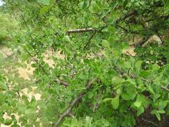 Commiphora tenuipetiolata