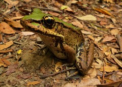 Lithobates palmipes
