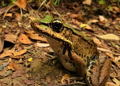 Lithobates palmipes