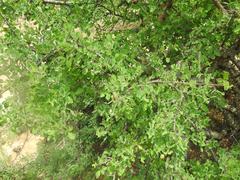 Commiphora tenuipetiolata