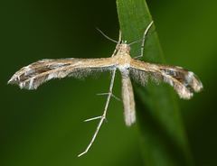 Stangeia xerodes