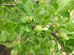 Commiphora tenuipetiolata