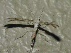 Platyptilia celidotus