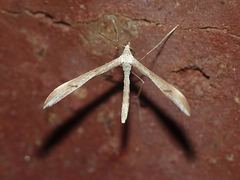 Platyptilia celidotus