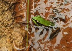 Lithobates palmipes