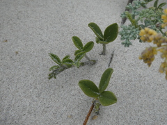 Psoralea repens