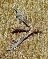 Tineodes adactylalis