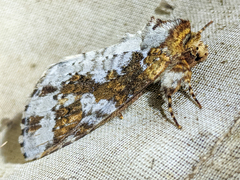 Disphragis tharis