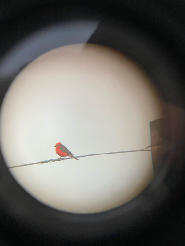 Vermilion Flycatcher